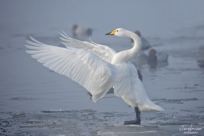 Whooper Swan