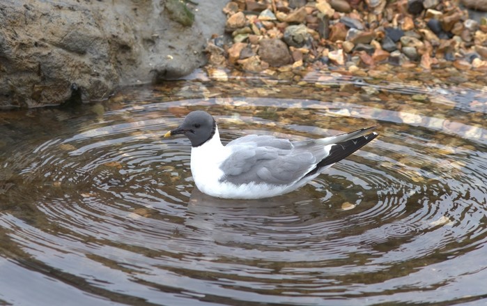 Sabine's Gull