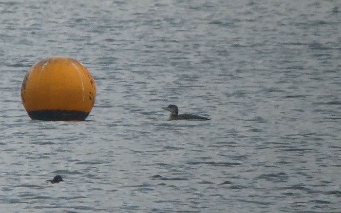 Great Northern Diver
