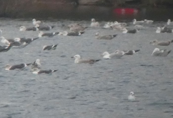 Caspian Gull