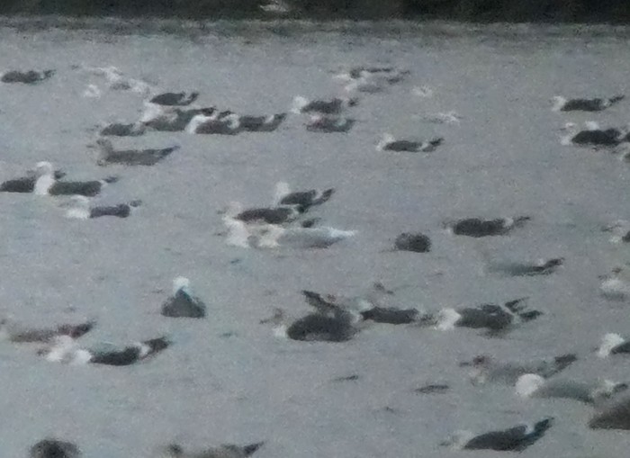 Iceland Gull
