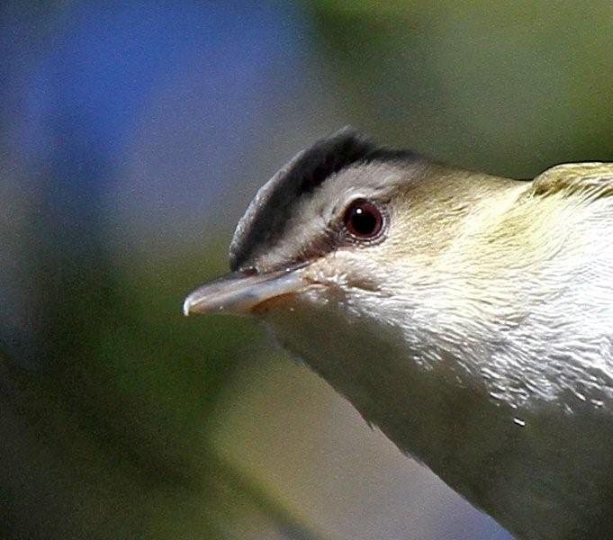Red-eyed Vireo