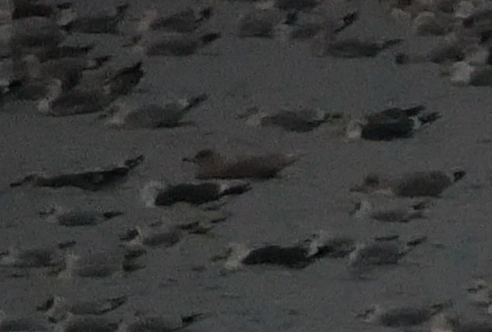 Glaucous Gull