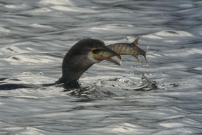 Shag