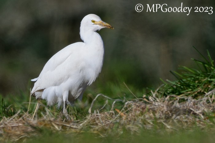 Cattle Egret