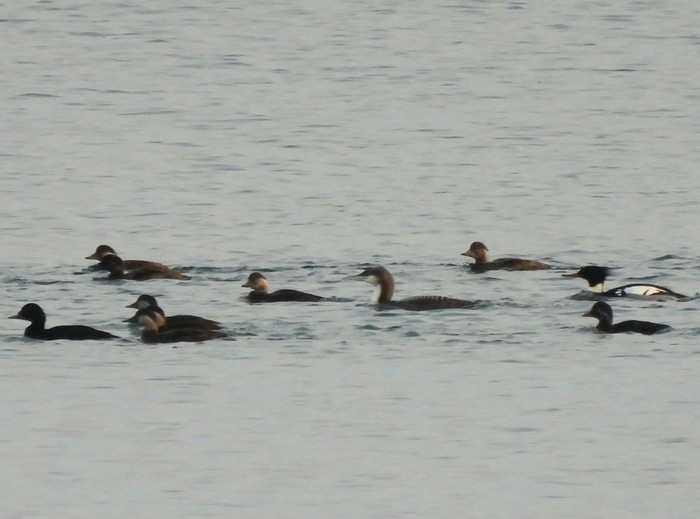 Pacific Diver