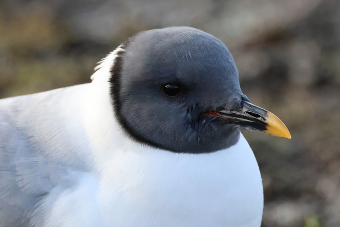 Sabine's Gull