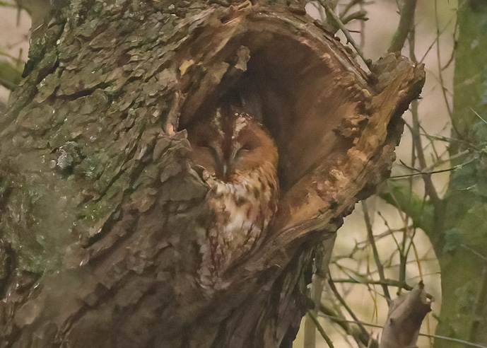 Tawny Owl