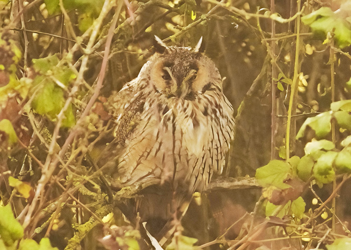 Long-eared Owl