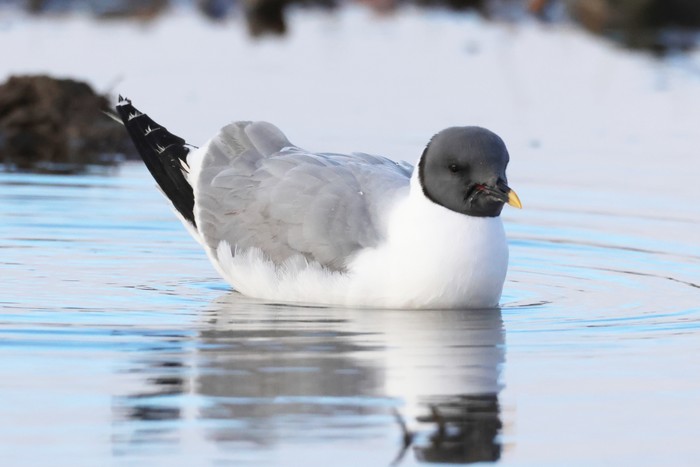 Sabine's Gull