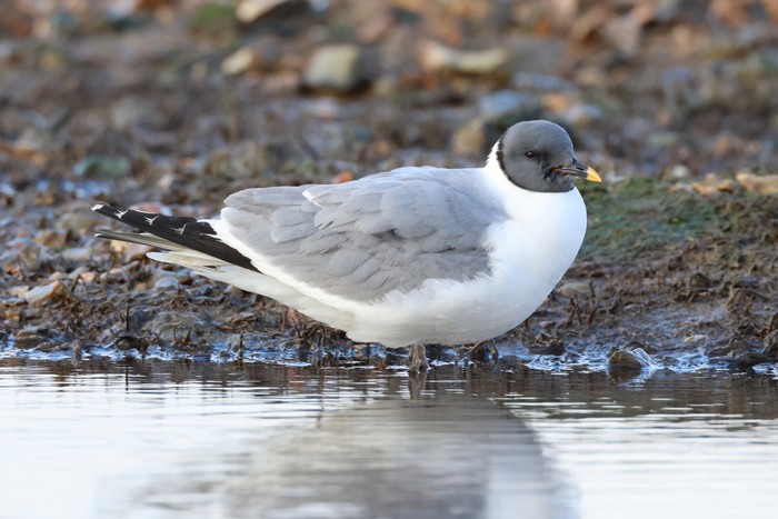 Sabine's Gull