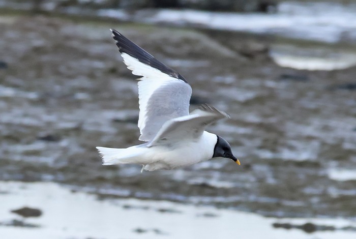 Sabine's Gull