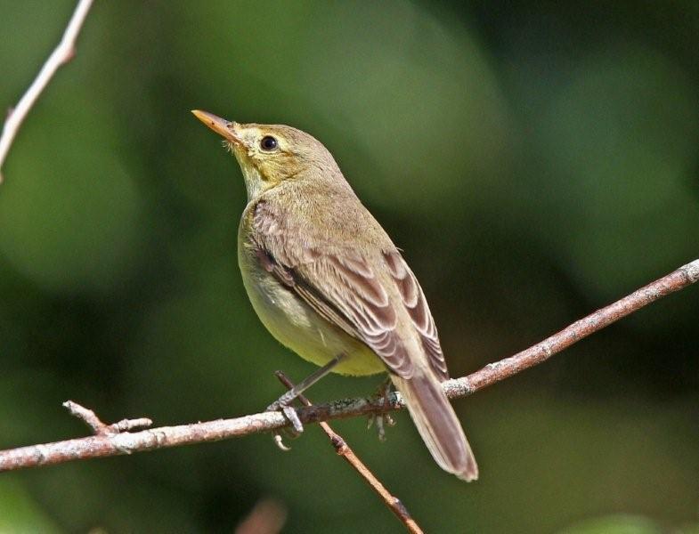 Melodious Warbler