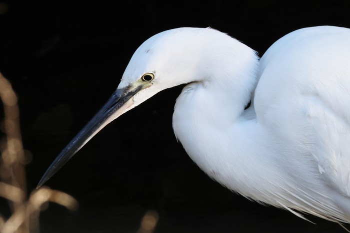 Little Egret