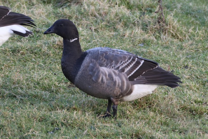 Dark-bellied Brent Goose