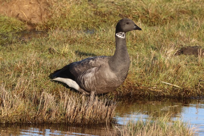 Dark-bellied Brent Goose