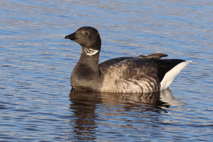 Dark-bellied Brent Goose