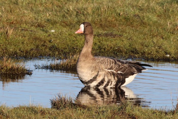 Russian White-fronted Goose