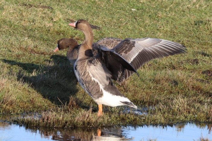 Russian White-fronted Goose