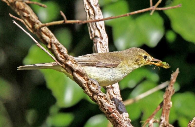 Melodious Warbler
