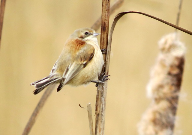 Penduline Tit