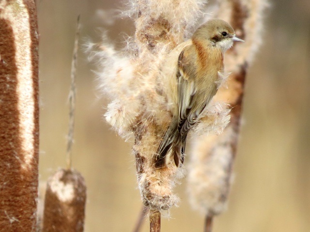 Penduline Tit