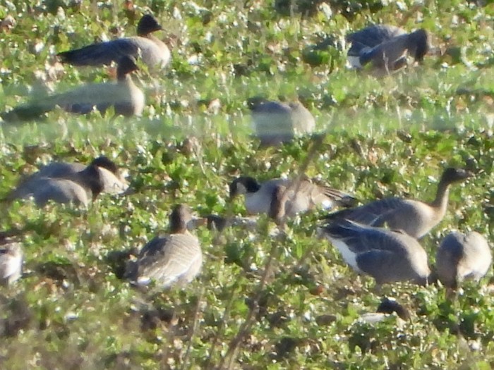 Richardson's Cackling Goose