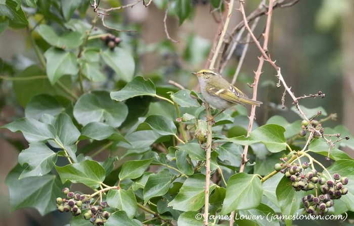 Pallas's Warbler