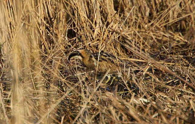 Bittern
