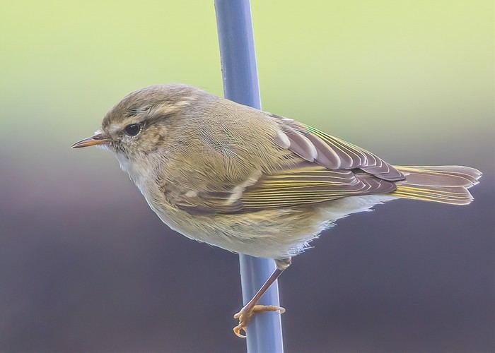 Hume's Warbler