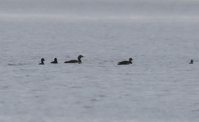 Pacific Diver