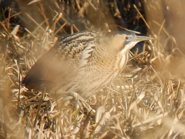 Bittern