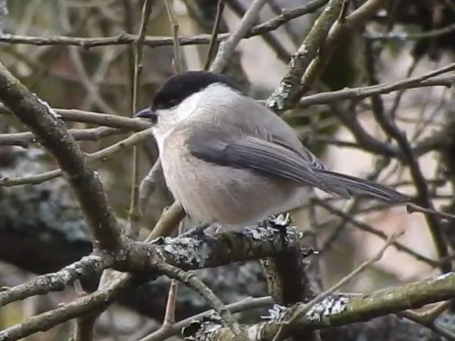 Willow Tit