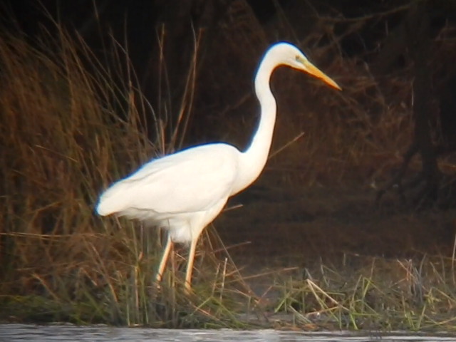 Great White Egret
