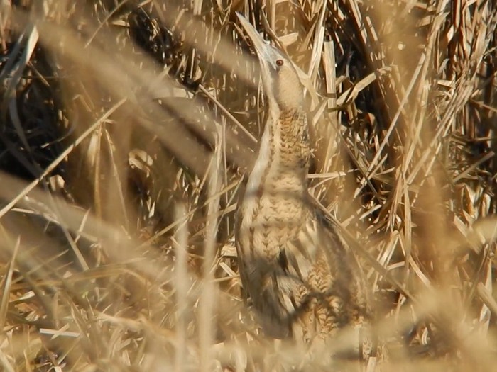 Bittern