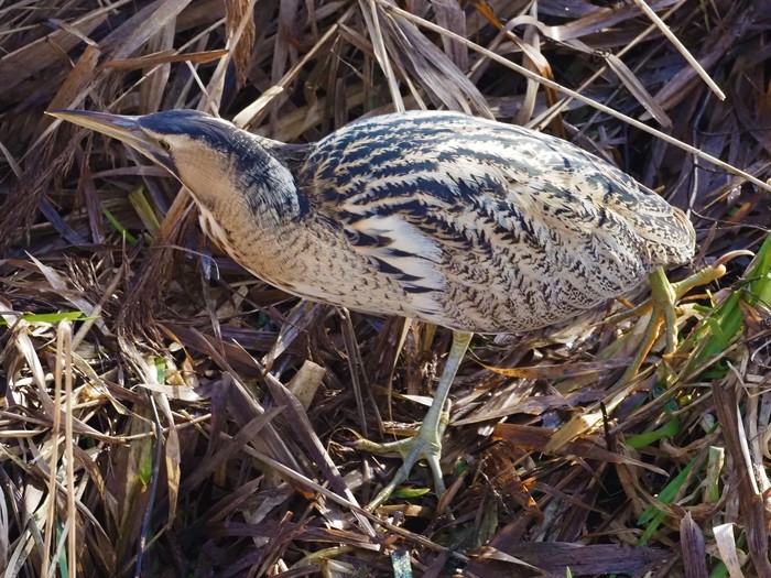 Bittern