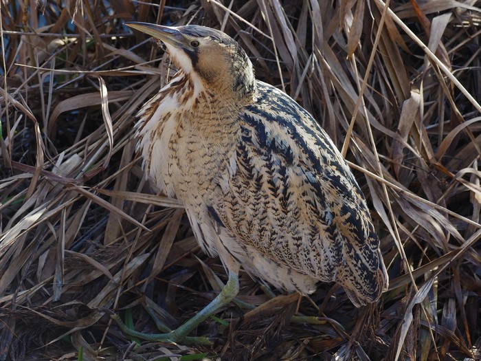 Bittern