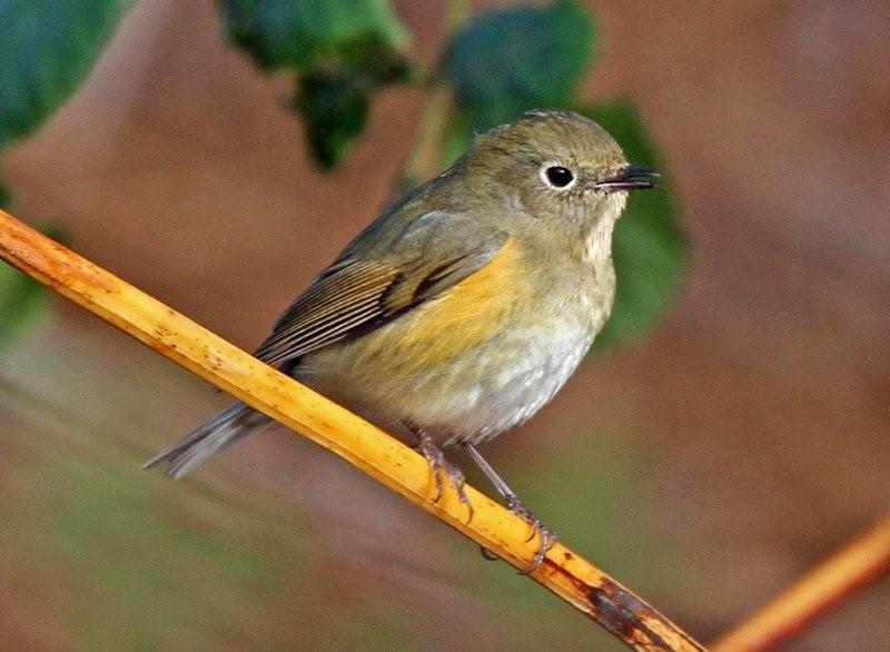 Red-flanked Bluetail