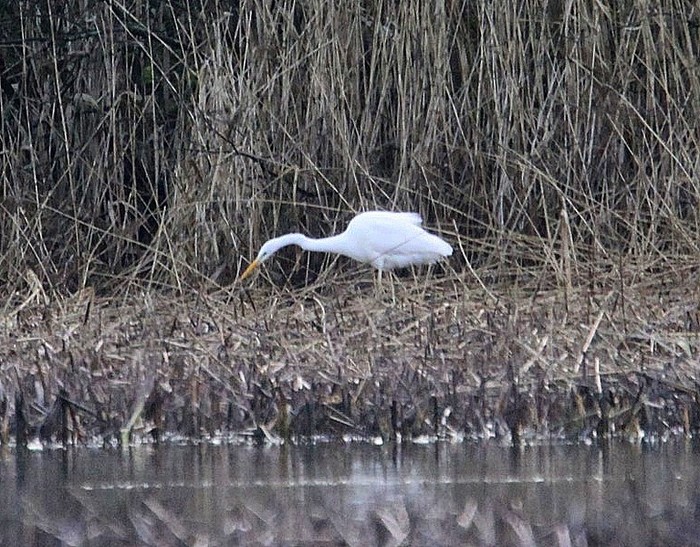 Great White Egret