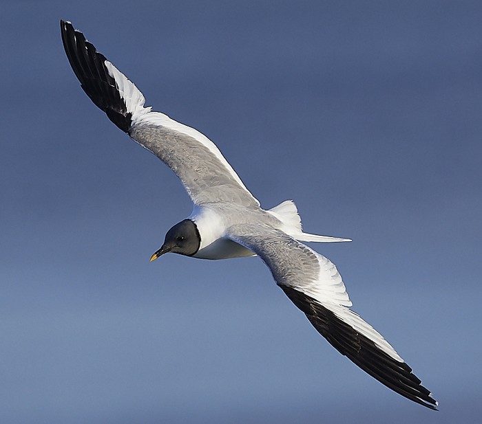 Sabine's Gull