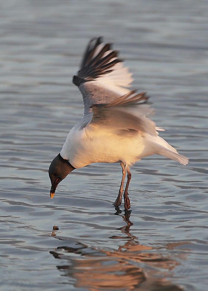 Sabine's Gull