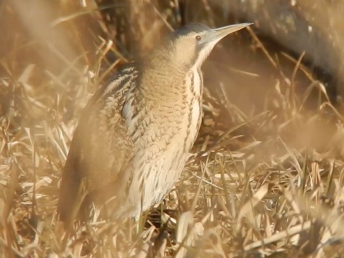 Bittern