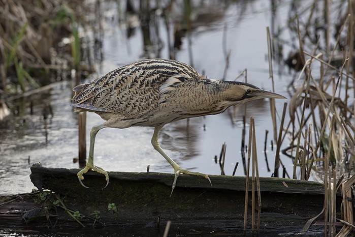 Bittern