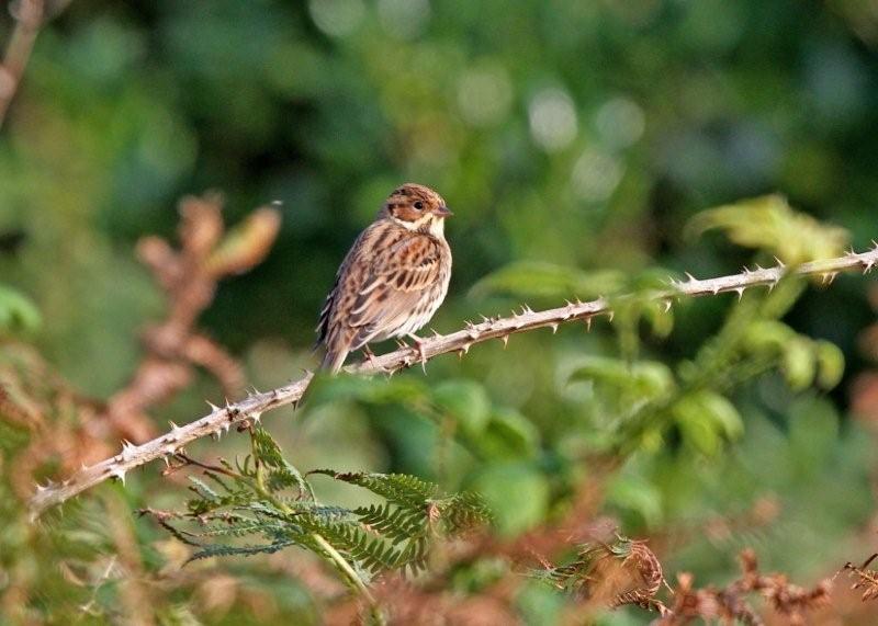 Little Bunting