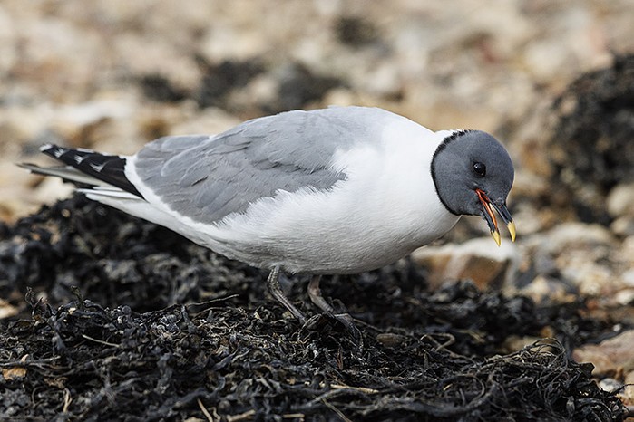 Sabine's Gull