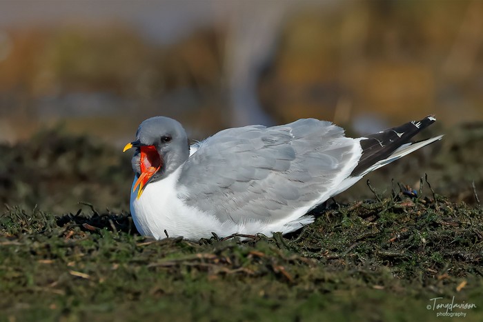 Sabine's Gull