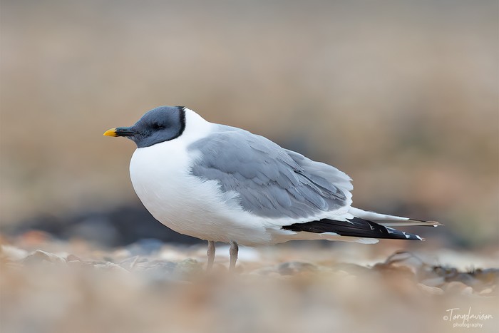 Sabine's Gull