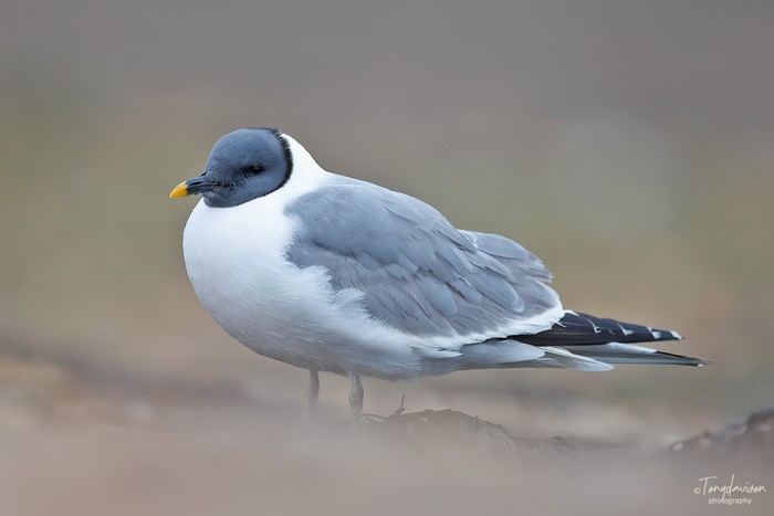 Sabine's Gull
