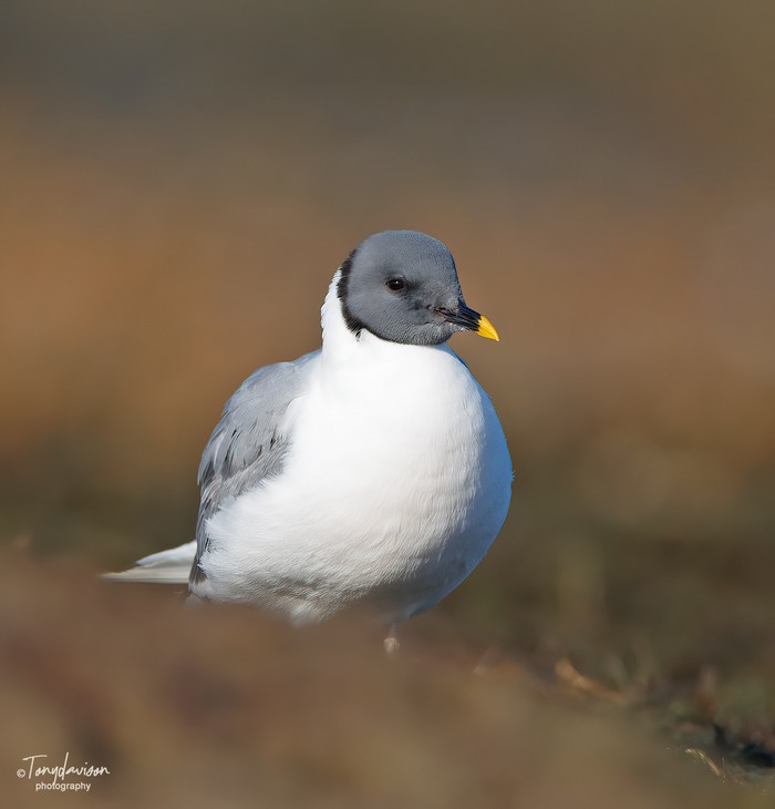 Sabine's Gull