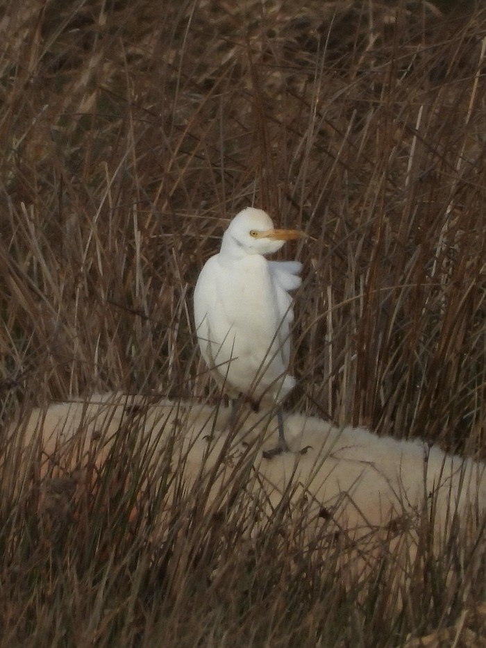 Cattle Egret